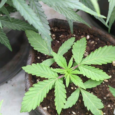 Schaum growlog timeline photo
