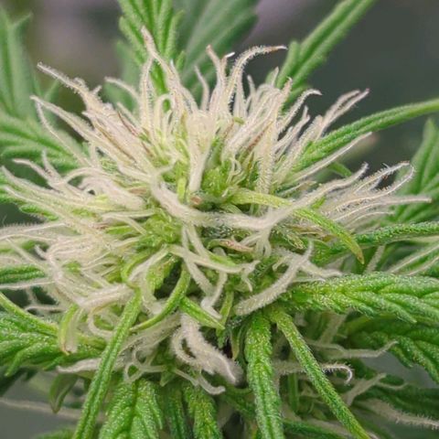 Auto Durban Poison growlog timeline photo