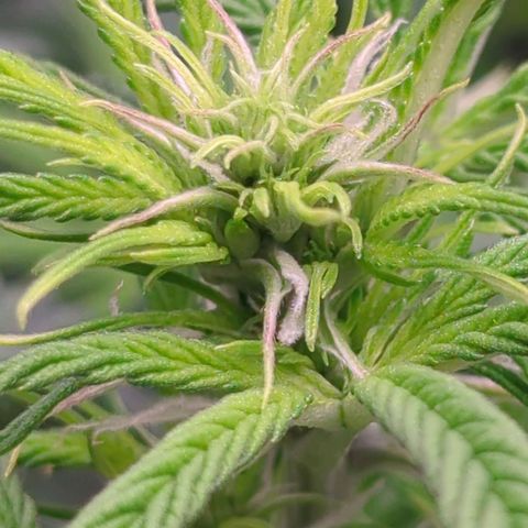 Auto Yuhbary growlog timeline photo