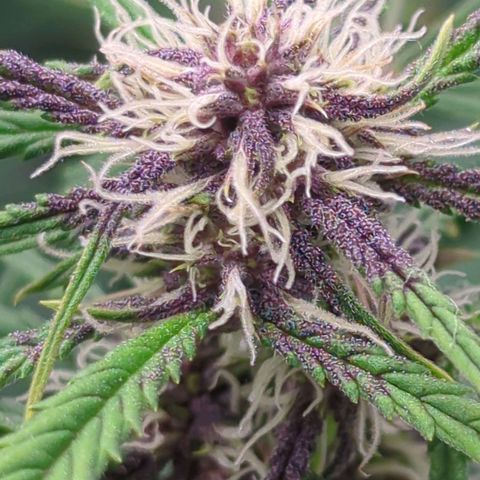 Frozen Face Auto  growlog timeline photo