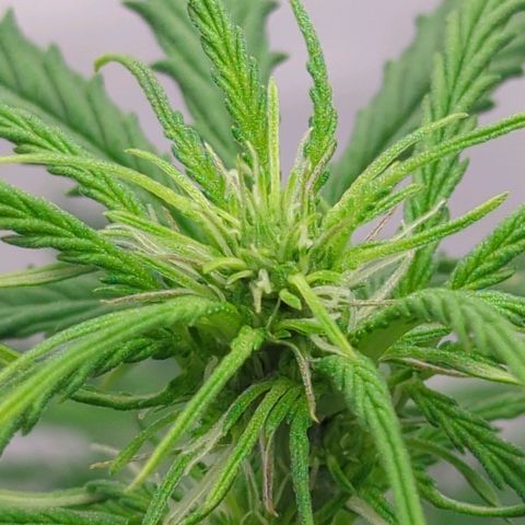 Permanent WhiteMarker Auto growlog timeline photo