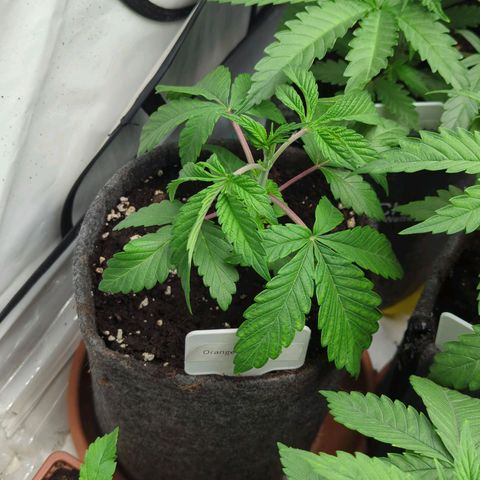 🍊 Creampop  growlog timeline photo