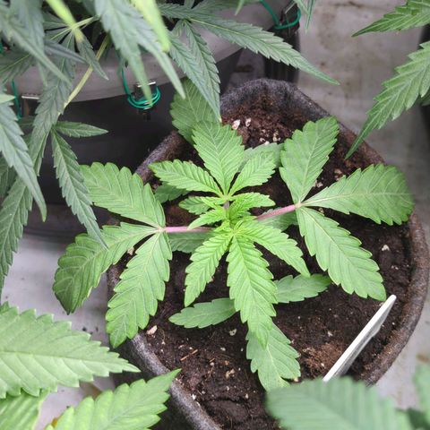Schaum growlog timeline photo