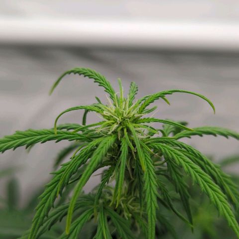 Permanent WhiteMarker Auto growlog timeline photo