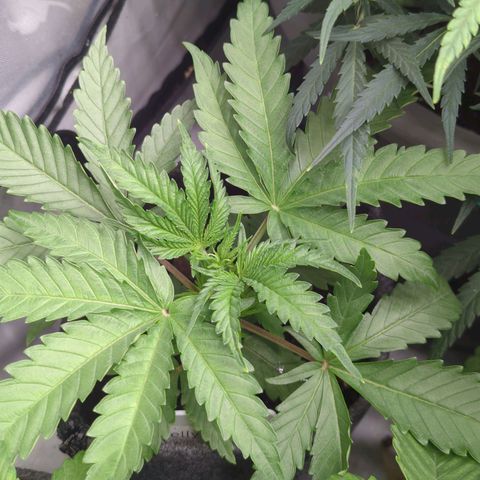 Jelly Donutz  growlog timeline photo