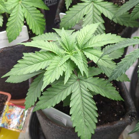 Golden Sands  growlog timeline photo