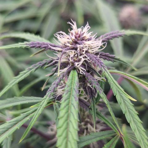 Frozen Face Auto  growlog timeline photo