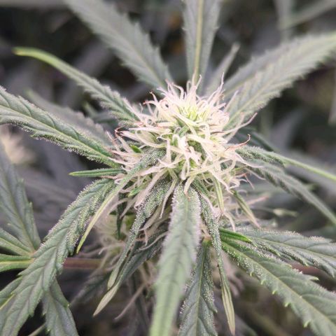 Fat Monkey Auto growlog timeline photo