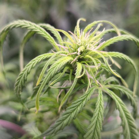 Auto Yuhbary growlog timeline photo