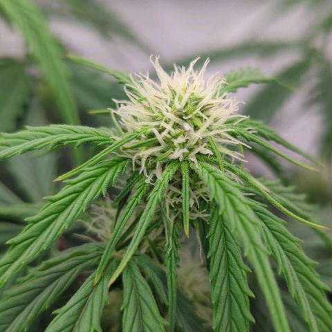 Auto Durban Poison growlog timeline photo