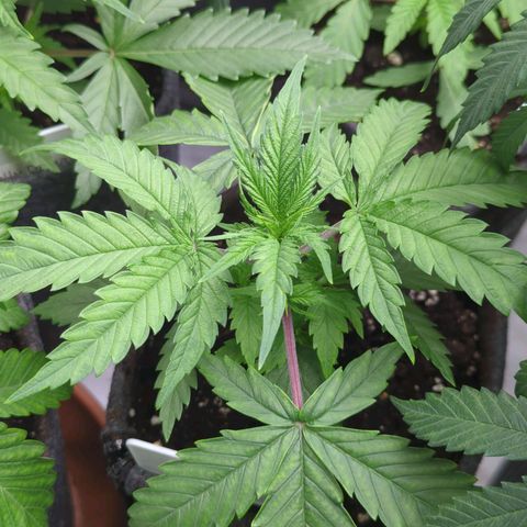 Amnesia Mac Ganja growlog timeline photo