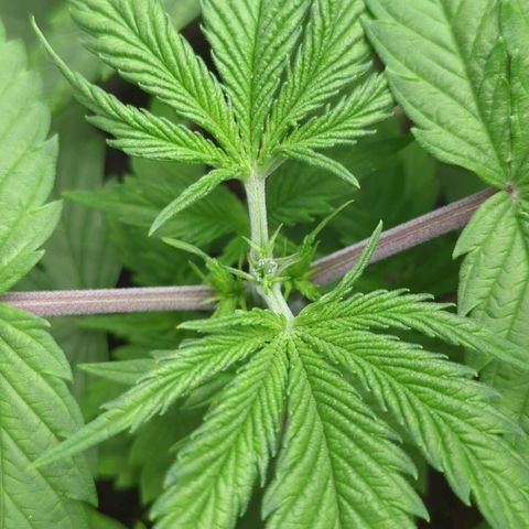 Amnesia Mac Ganja growlog timeline photo