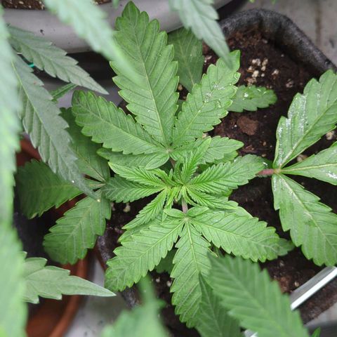 Schaum growlog timeline photo