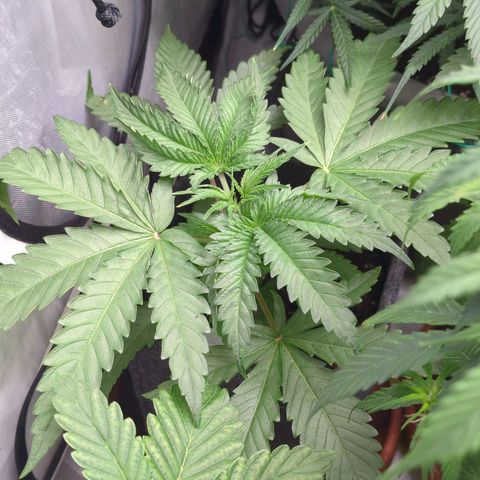 Jelly Donutz  growlog timeline photo
