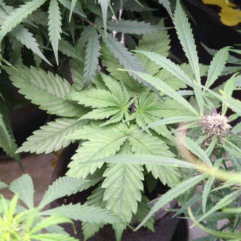 Golden Sands  growlog timeline photo