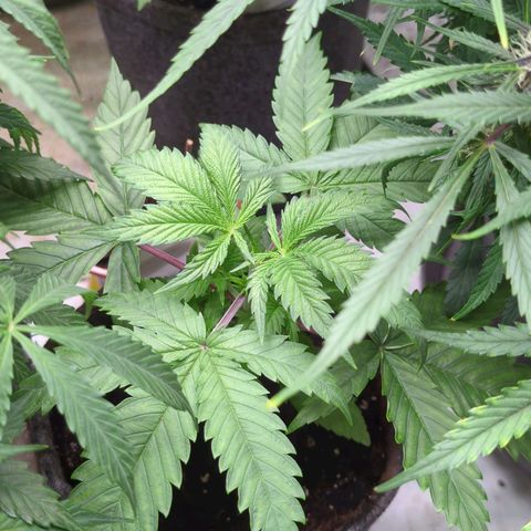 Amnesia Mac Ganja growlog timeline photo