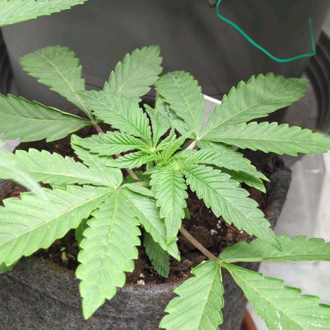 Schaum growlog timeline photo
