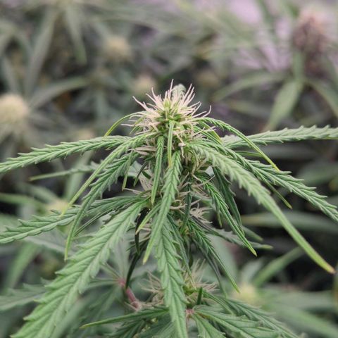 Permanent WhiteMarker Auto growlog timeline photo