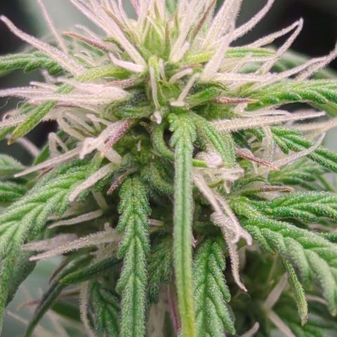 Permanent WhiteMarker Auto growlog timeline photo