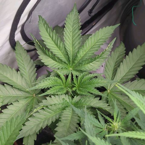 Jelly Donutz  growlog timeline photo