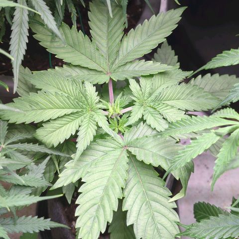 Golden Sands  growlog timeline photo