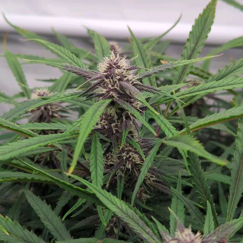 Frozen Face Auto  growlog timeline photo
