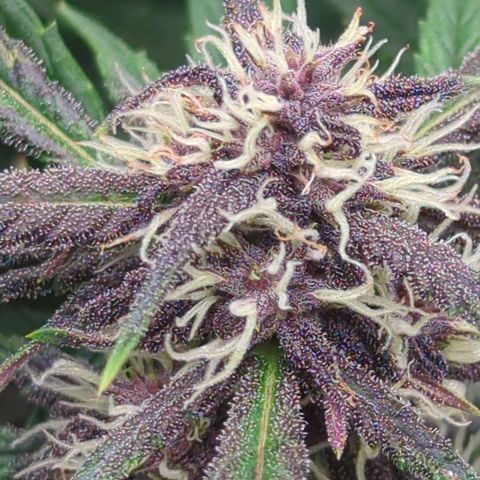 Frozen Face Auto  growlog timeline photo