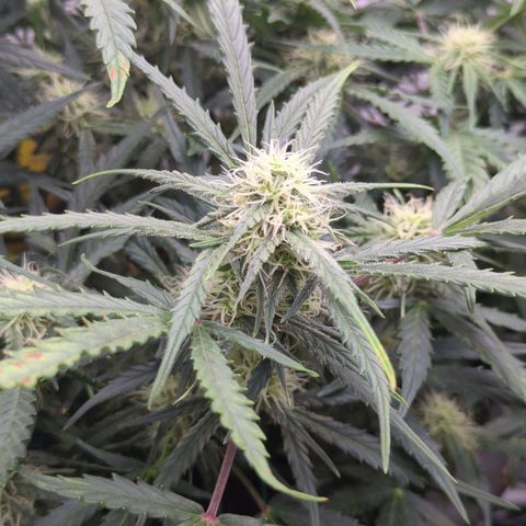 Fat Monkey Auto growlog timeline photo