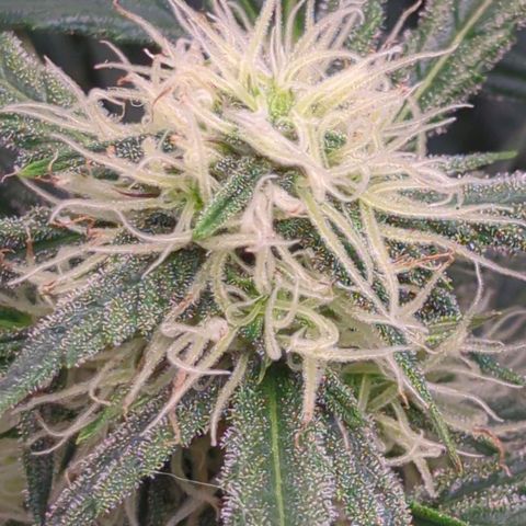 Fat Monkey Auto growlog timeline photo
