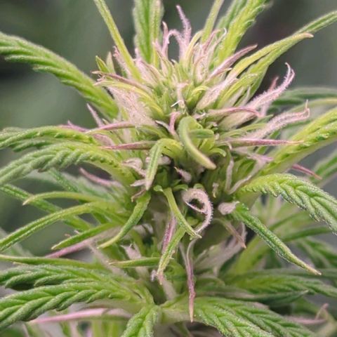 Auto Yuhbary growlog timeline photo