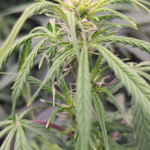 Auto Yuhbary growlog timeline photo