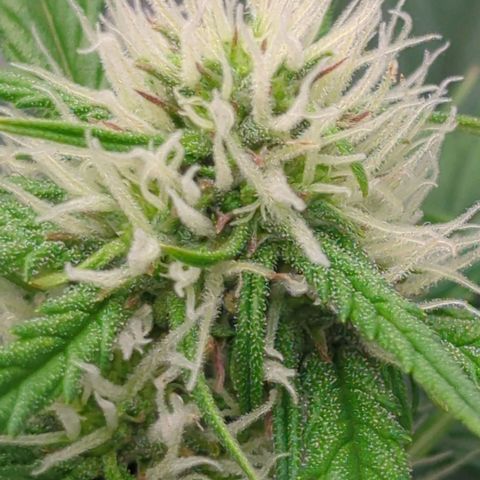 Auto Durban Poison growlog timeline photo