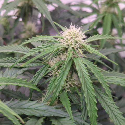 Auto Durban Poison growlog timeline photo