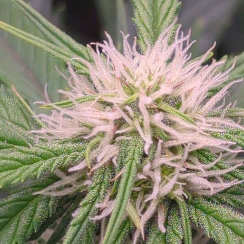 Auto Durban Poison growlog timeline photo