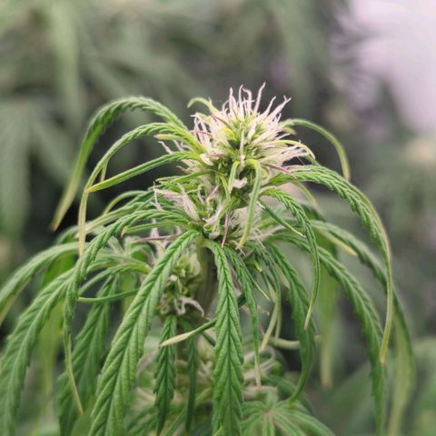 Auto Yuhbary growlog timeline photo