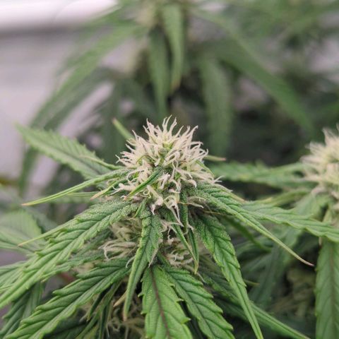 Auto Durban Poison growlog timeline photo