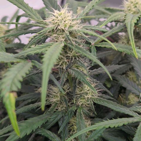 Fat Monkey Auto growlog timeline photo