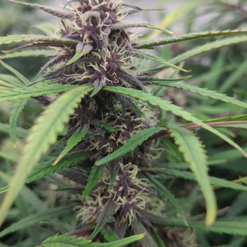 Frozen Face Auto  growlog timeline photo