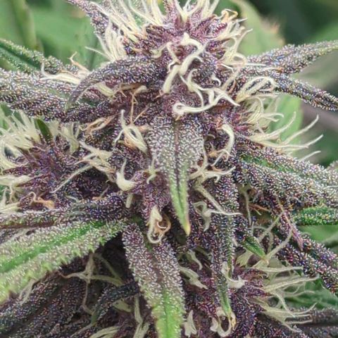 Frozen Face Auto  growlog timeline photo