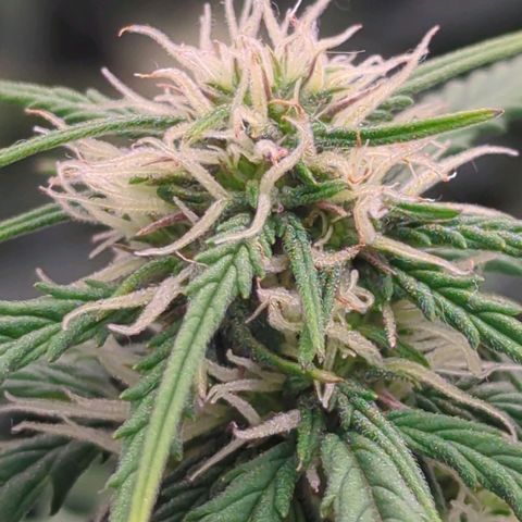 Permanent WhiteMarker Auto growlog timeline photo