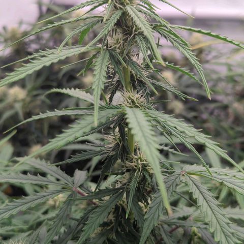 Permanent WhiteMarker Auto growlog timeline photo