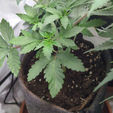 🍊 Creampop  growlog timeline photo