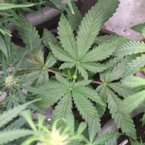 Schaum growlog timeline photo