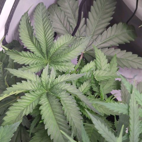 Jelly Donutz  growlog timeline photo
