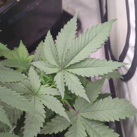 Golden Sands  growlog timeline photo