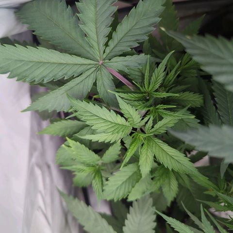 Amnesia Mac Ganja growlog timeline photo