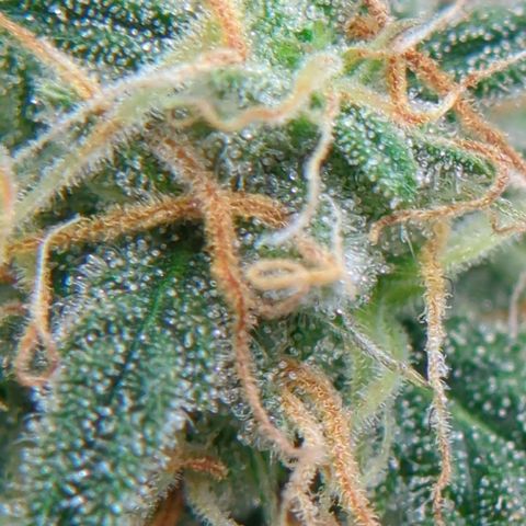 Fat Monkey Auto growlog timeline photo