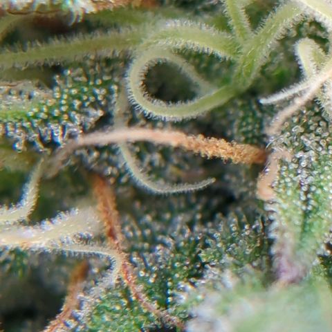 Fat Monkey Auto growlog timeline photo