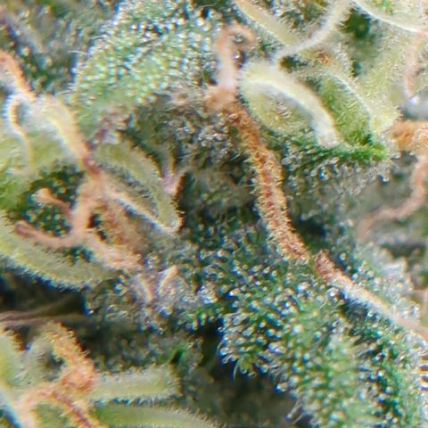 Fat Monkey Auto growlog timeline photo