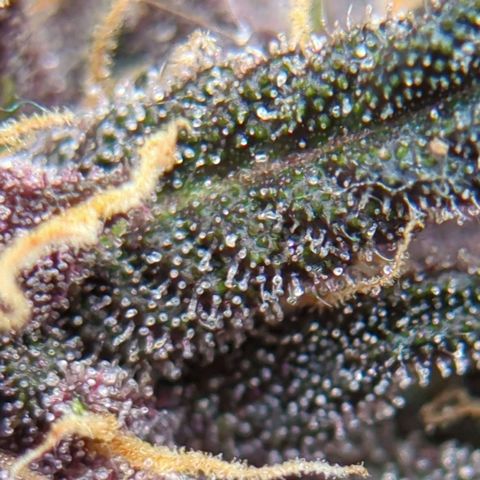 Frozen Face Auto  growlog timeline photo